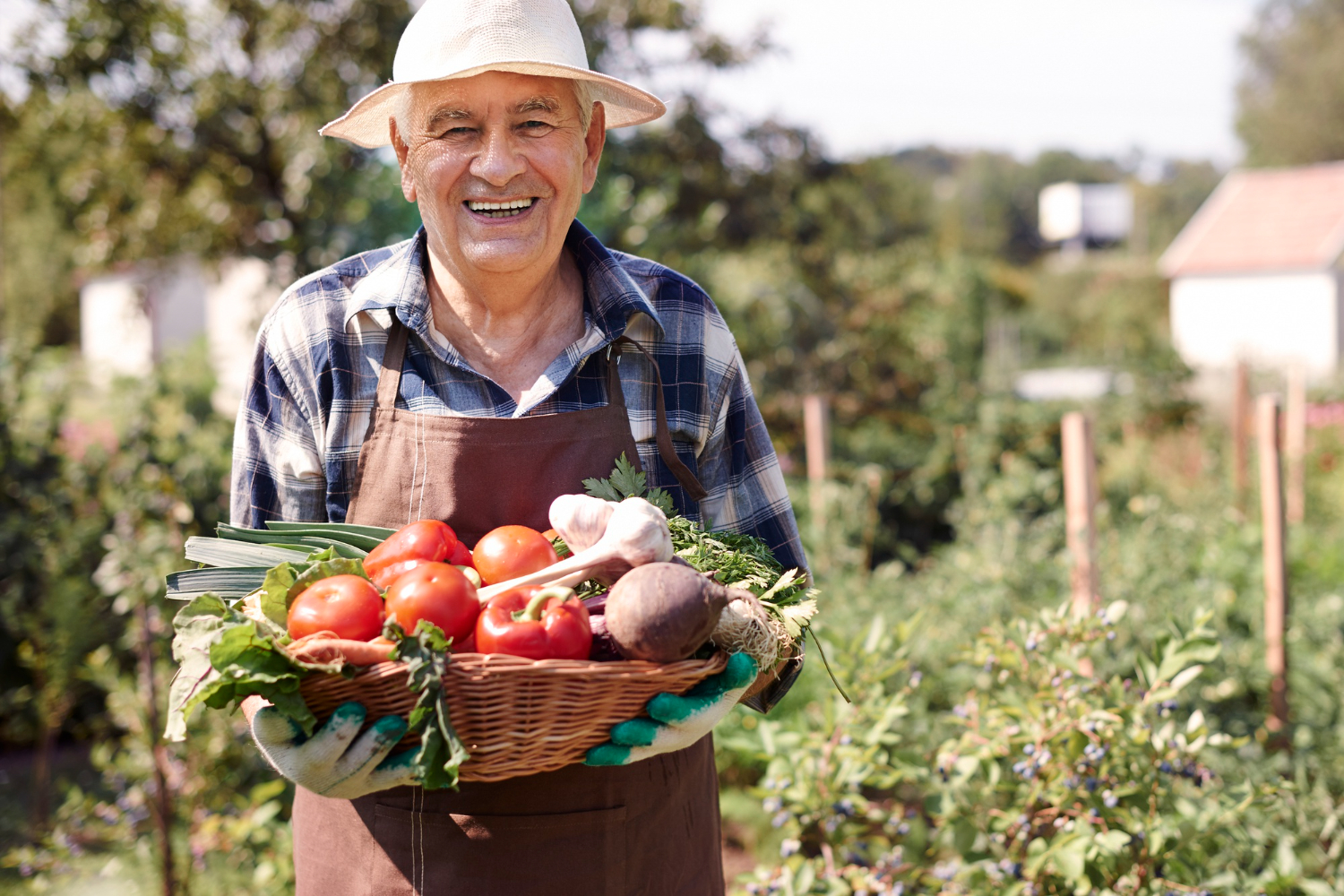 homem-senior-trabalhando-no-campo-com-uma-caixa-de-legumes